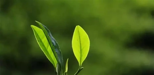 Why Should You Drink Tea Every Day? Why Should You Drink Tea Every Day?